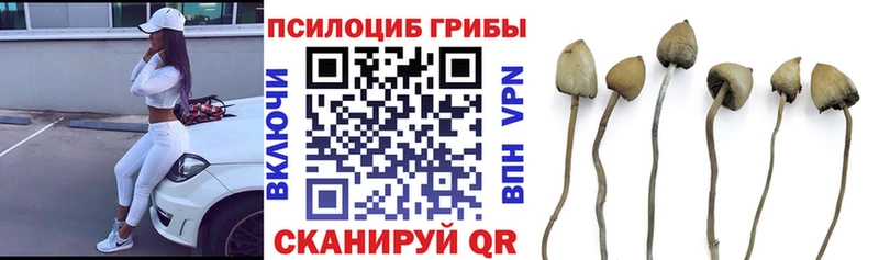 как найти   Лермонтов  Псилоцибиновые грибы Psilocybine cubensis 